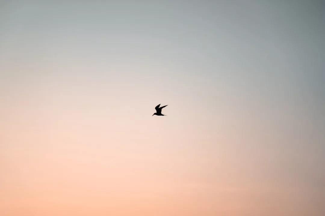 Ein einzelner Vogel fliegt bei Sonnenuntergang über Mallorca gegen einen stufenförmigen Himmel, mit sanften Orange- und Blautönen im Hintergrund.