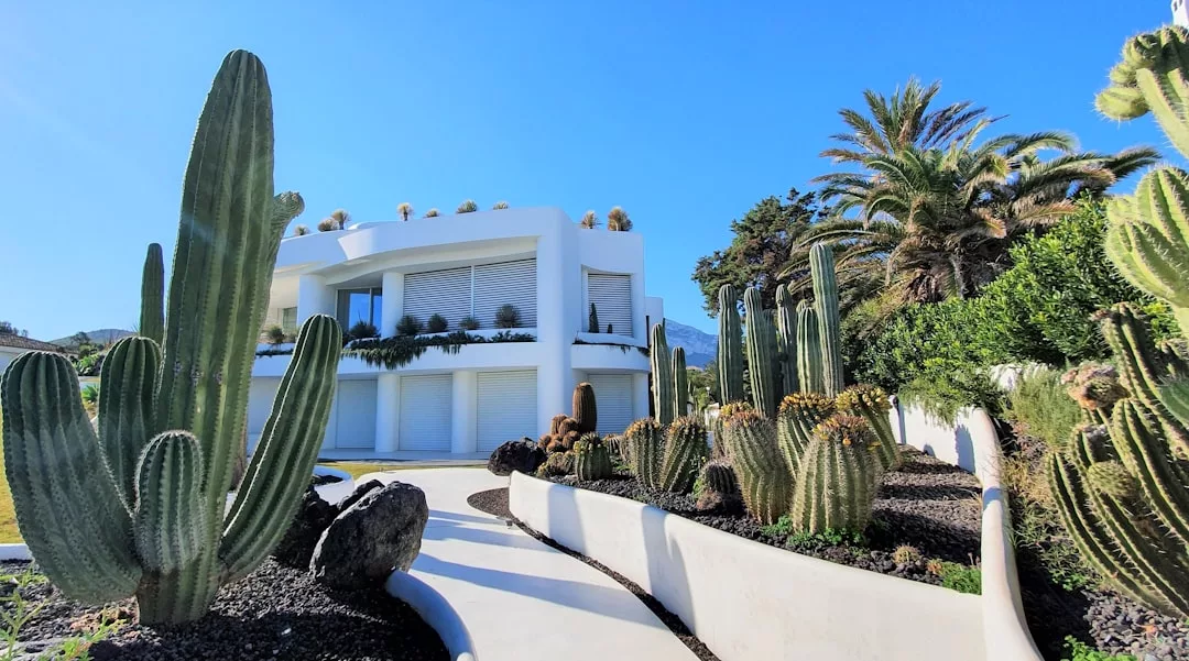 Ein modernes weißes Haus auf Mallorca ist umgeben von großen Kakteen und Palmen unter einem klaren blauen Himmel. Ein geschwungener Weg führt zum Eingang.