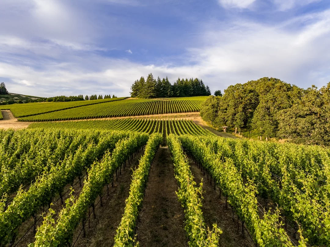 Reihen von Weinstöcken erstrecken sich über einen Weinberg auf Mallorca unter einem teilweise bewölkten Himmel, mit Bäumen am Horizont im Hintergrund.