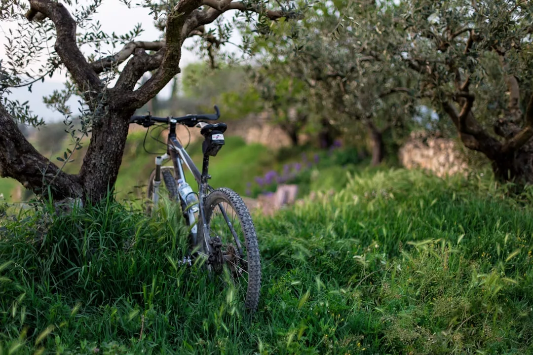 Ein Mountainbike lehnt an einem Olivenbaum auf einer sonnenbeschienenen Wiese auf Mallorca, umgeben von weiteren Bäumen und verschwommenem Grün im Hintergrund.