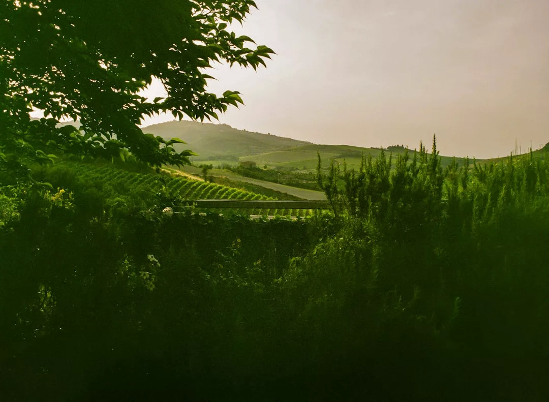 Eine üppig grüne Landschaft auf Mallorca mit Hügeln, Reihen von Feldfrüchten oder Weinbergen, dichten Sträuchern im Vordergrund und einem Baumzweig, der die Sicht teilweise verdeckt.