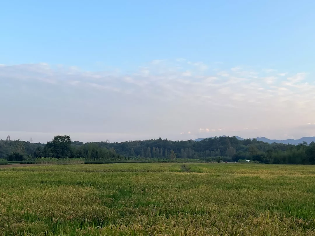 Ein flaches Feld mit hohem Gras auf Mallorca, mit Bäumen und niedrigen Hügeln im Hintergrund unter einem klaren blauen Himmel mit einigen verstreuten Wolken.