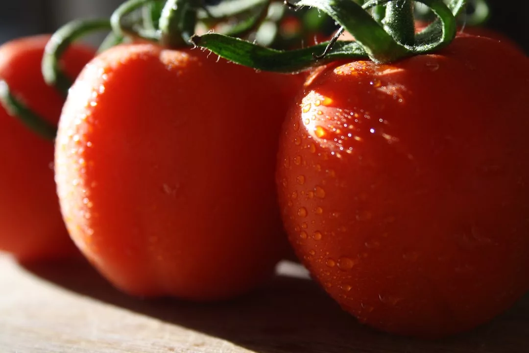 Nahaufnahme von drei reifen roten Tomaten mit grünen Stängeln und Wassertropfen auf der Oberfläche, beleuchtet von natürlichem Licht, das an die lebendige Frische Mallorcas erinnert.