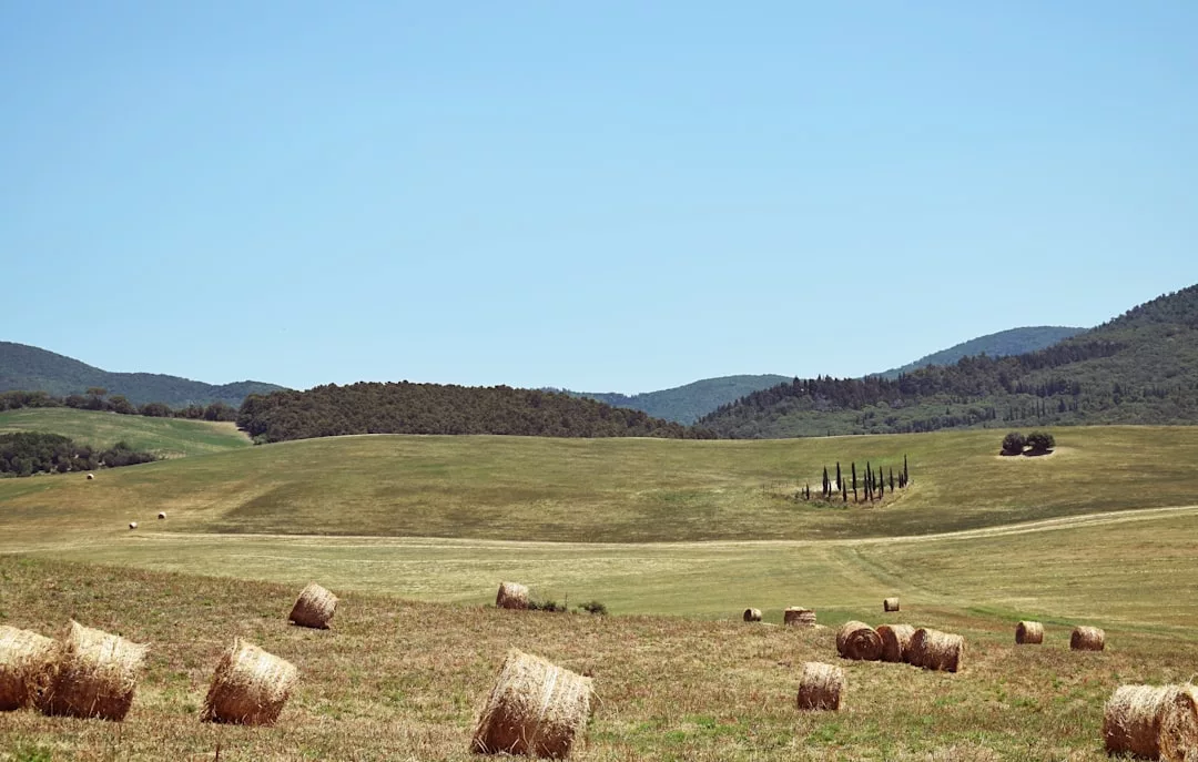 Auf einer trockenen Wiese auf Mallorca liegen Heuballen verstreut, in der Ferne grüne Hügel und eine Gruppe hoher Bäume unter einem klaren blauen Himmel.