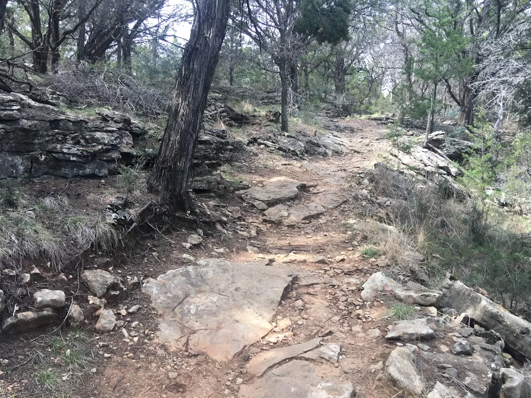 Ein steiniger Feldweg schlängelt sich bergauf durch ein Waldgebiet mit vereinzelten Bäumen und Grasflächen, die an die natürliche Schönheit Mallorcas erinnern.