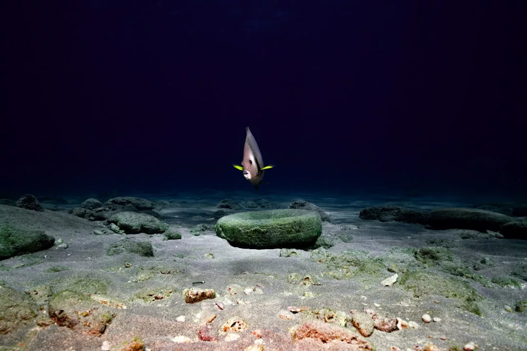 Ein einsamer Fisch schwimmt über einem sandigen, felsigen Meeresgrund in den tiefen Gewässern vor Mallorca, umgeben von schwachem Licht und einem ansonsten dunklen, leeren Meereshintergrund.