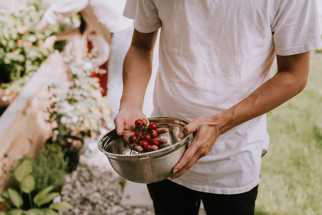 Eine Person in einem weißen Hemd hält eine Metallschüssel mit frisch gepflückten roten Kirschtomaten in einem Garten auf Mallorca. Eine andere Person kümmert sich um die Pflanzen im Hintergrund.